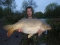 sweet common.
