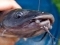 canal catfish