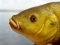 head of nice tench