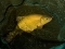 tench