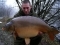 36 lb 12 oz
