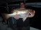 PB fingermark or golden snapper 760mm long