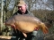 split at 32lb 8oz