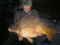 Mirror Carp 54lb 4oz Sweet Chestnut Lake France