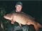 The longest common carp I have ever seen!