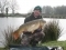 One of the few Commons I caught during the week session.